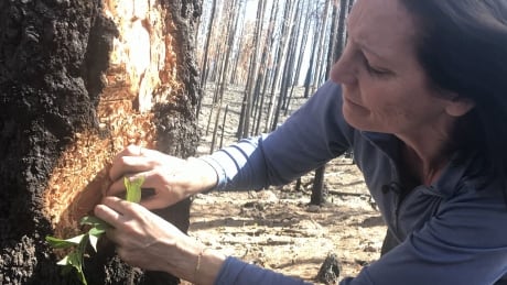UBC Forestry professor Lori Daniels pulls back burnt bark in search of the Douglas fir bark beetle. Bark
