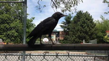 Crows dive bomb pedestrians across the city but do it for love. CrowVancouver2