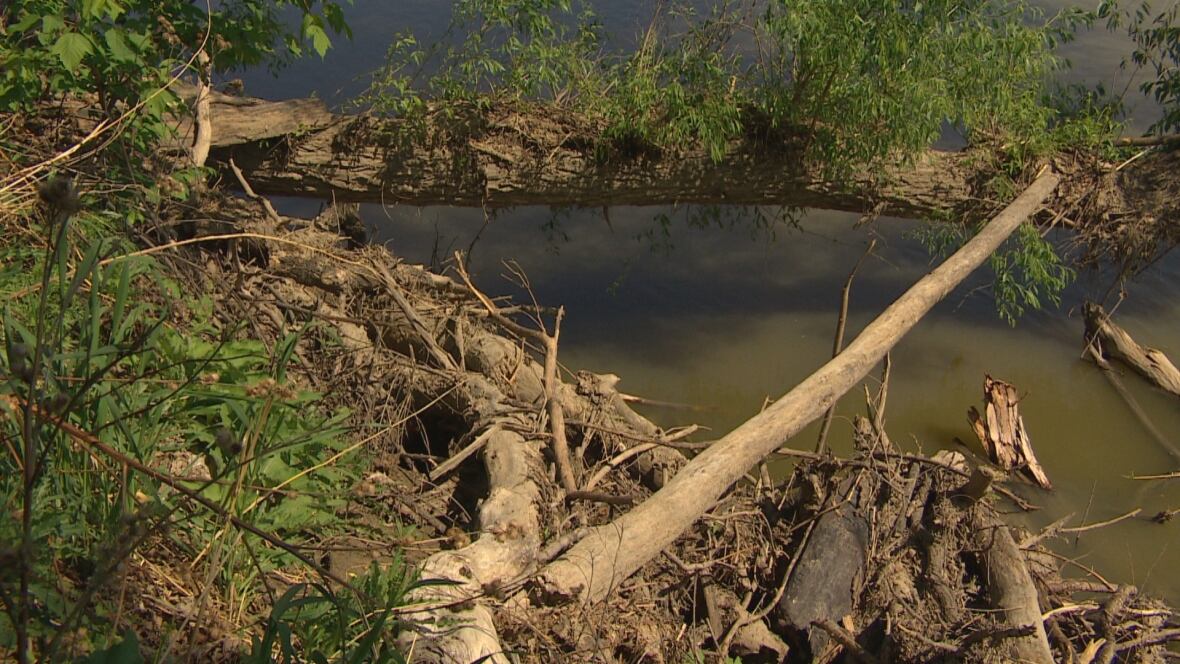 Winnipeg should stop killing problem beavers, St. James resident says CBC News