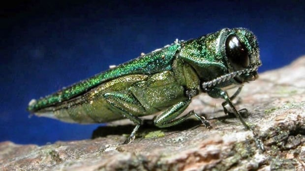 Mi'kmaw communities monitoring for beetle that threatens culturally important ash tree