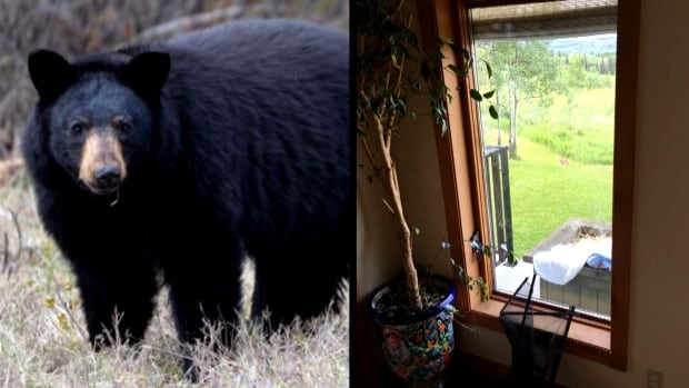 Smithers, B.C., man wakes to find adult bear in his living room | CBC News