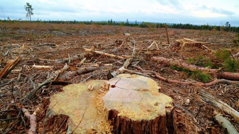 Setting the record straight on deforestation in Canada - John