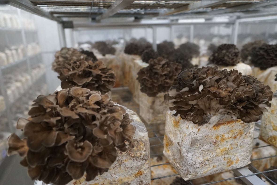 How Londongrown mushrooms could be a future cancerkiller CBC News