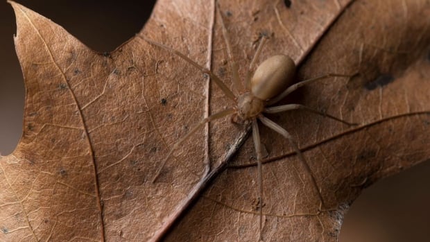 Spider scare sends federal government workers home — twice | CBC News