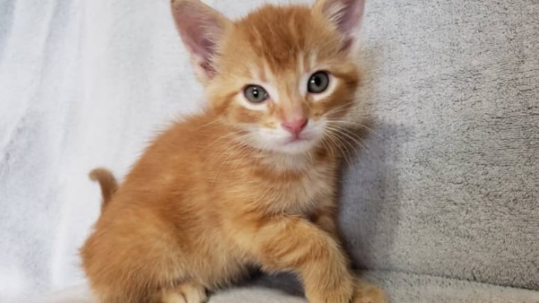 Kitten Thrown From Moving Car Tuesday In Simcoe Opp Say Cbc News
