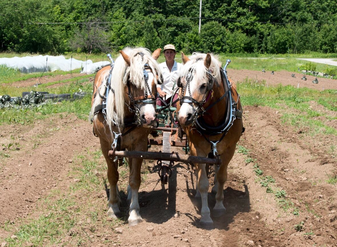 Why some Canadian farmers are still choosing horses over tractors CBC