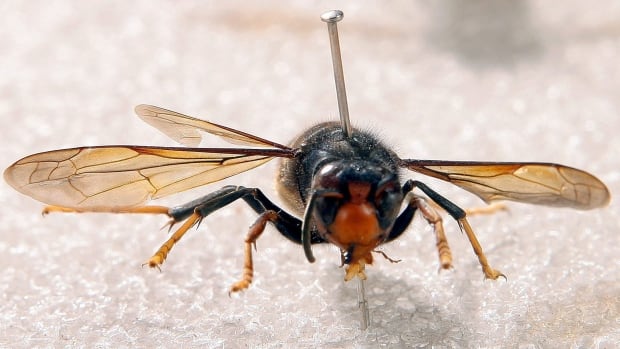 the hornets the hornets