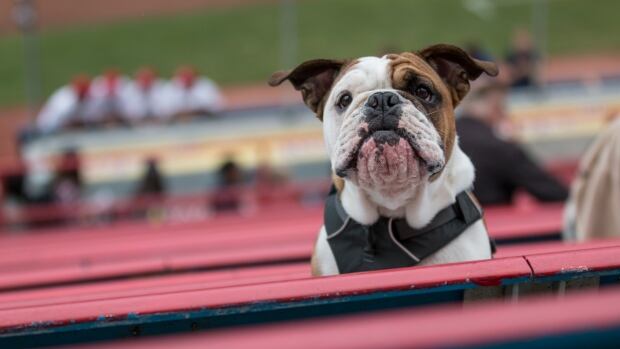 Doggone it! Canines take over beloved ballpark | CBC News