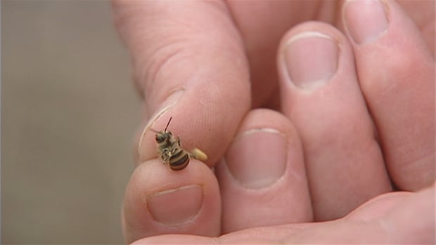 Costco asks suppliers to drop neonicotinoids in effort to save bees | CBC News