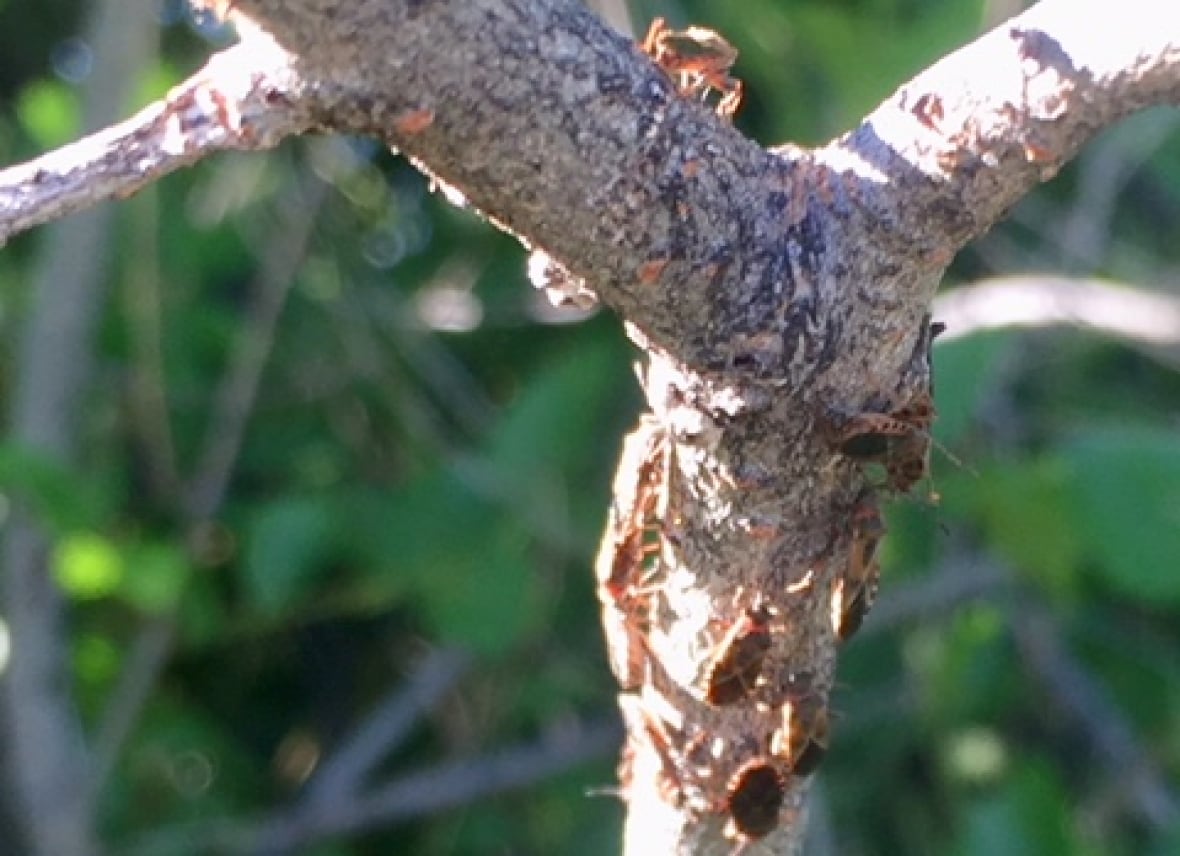 Unwanted tenants Elm seed bugs have made the Okanagan their new home