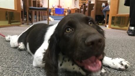 Ace the puppy
