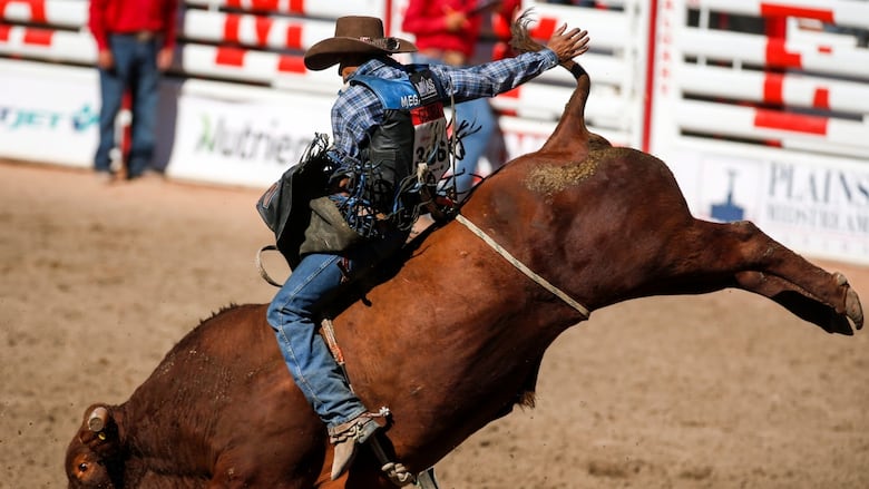 bull riding at stampede
