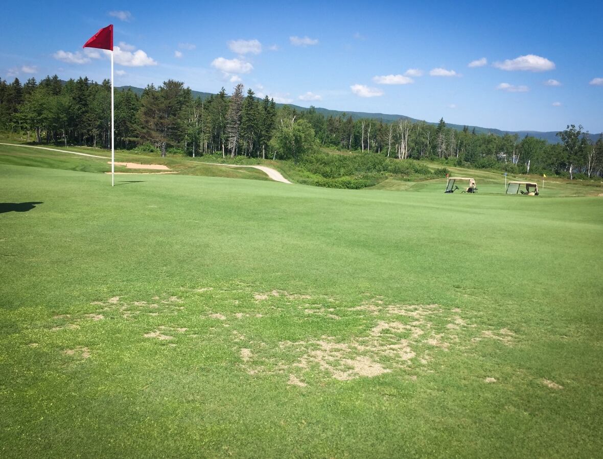 Highlands Links golf course hits a rough patch CBC News