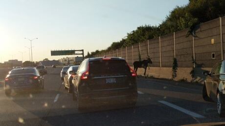 moose highway 417 pinecrest ottawa