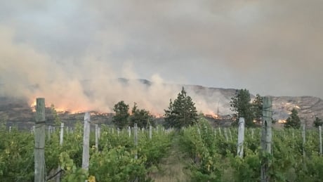 A wildfire burning across Okanagan Lake from Peachland is one of several burning today in the valley. Okanagan vineyard near wildfire
