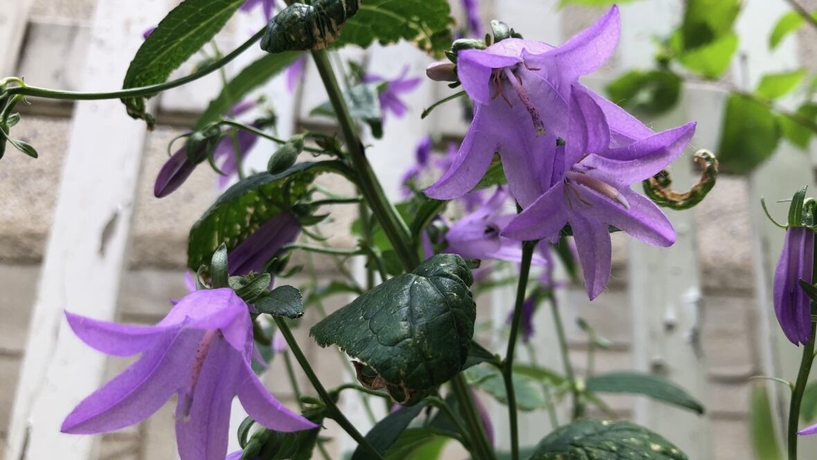 【希少】A Darden of Bell Flowers 希少】A Darden of Bell Flowers 希少】A Darden of Bell