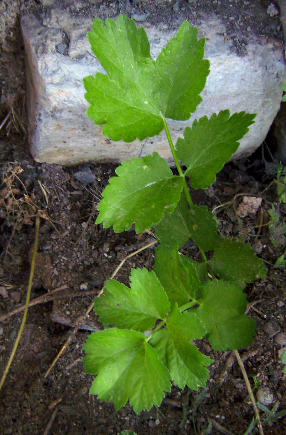 A stem is shown with bright green leaves with serrated edges.