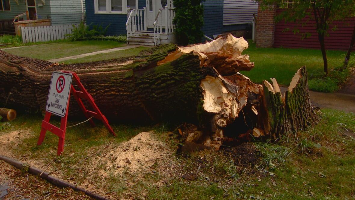 Cleanup underway after Friday storm topples trees across Edmonton CBC