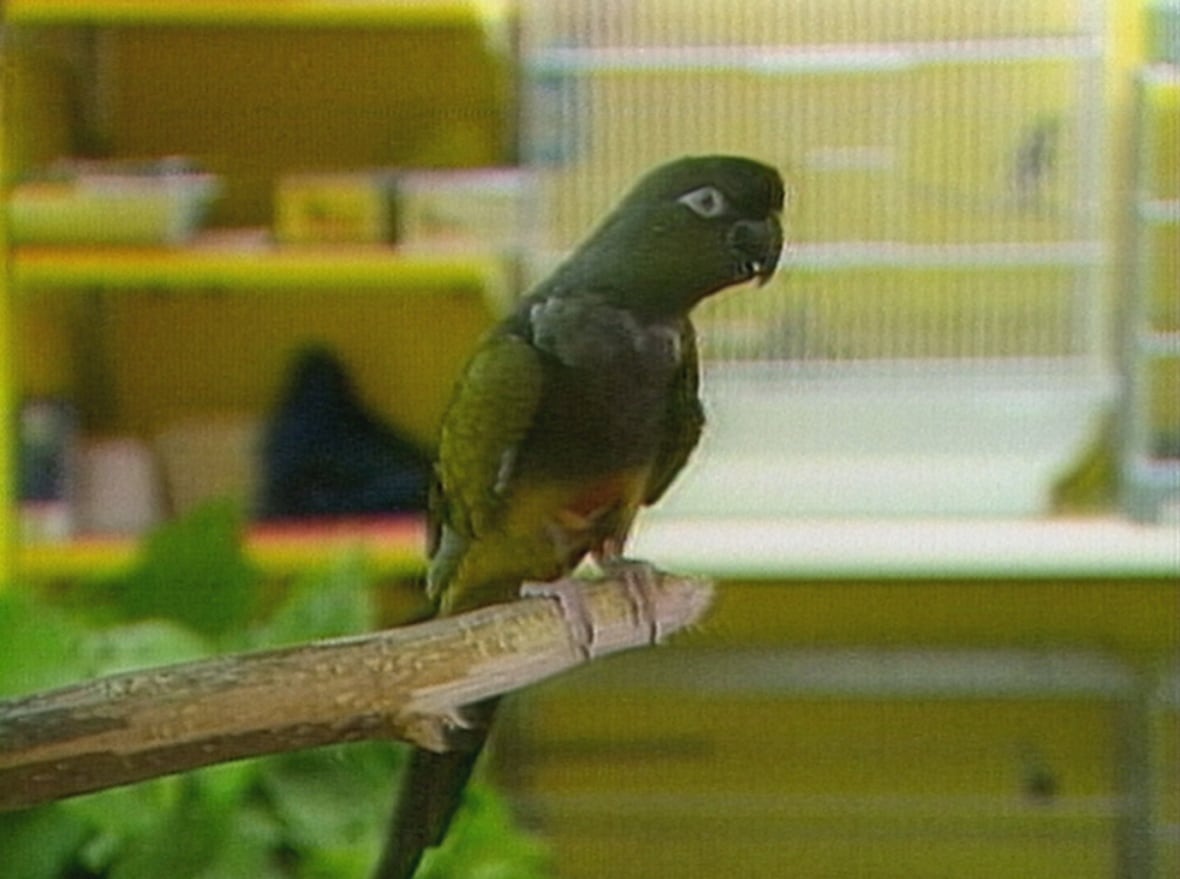 olive-green parrot