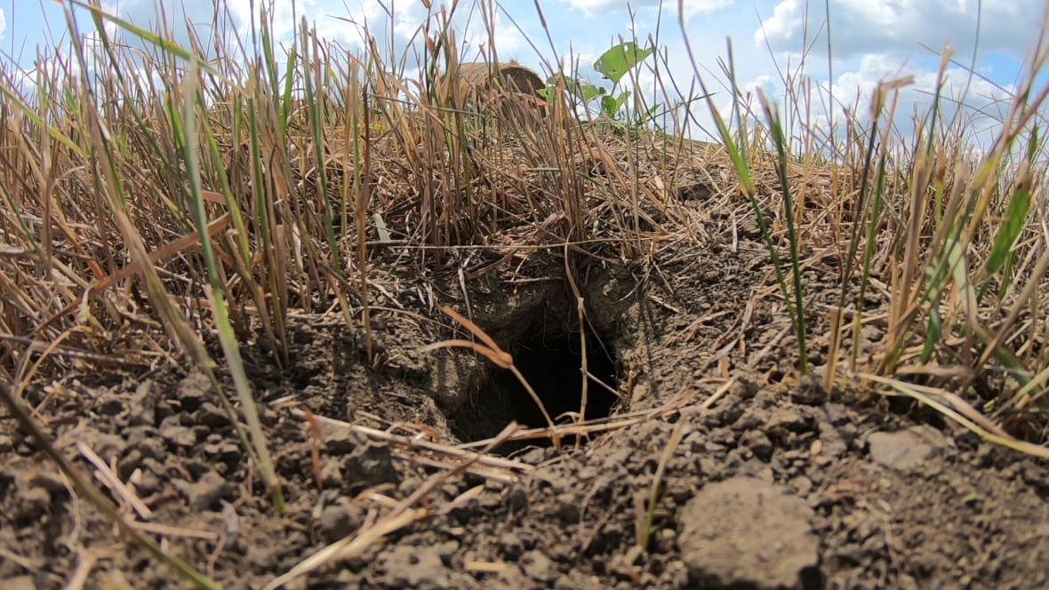 Gopher hole