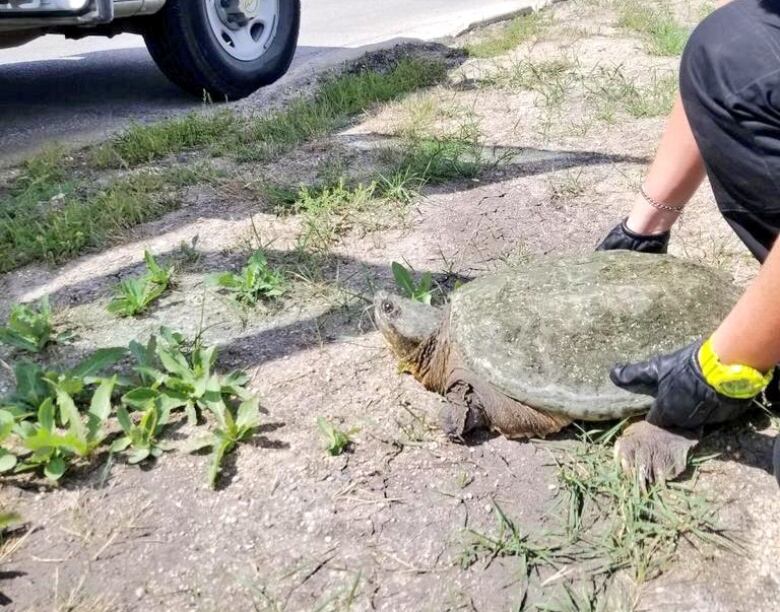 'Ornery' snapping turtle stops traffic on Grandin Boulevard