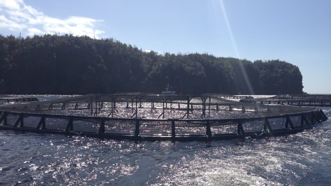 Salmon escaped from Cooke Aquaculture farm company confirms CBC News
