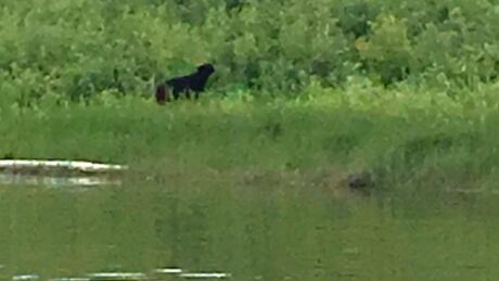 Hay River bear