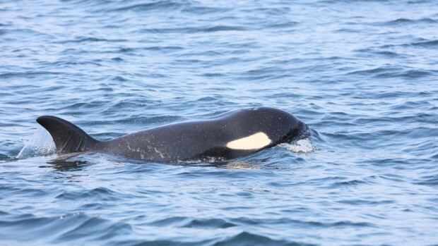 Ailing young orca J-50 gets novel medical treatment at sea | CBC News