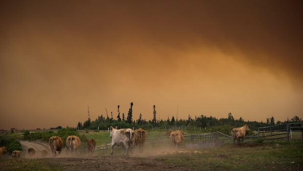 B.C. farmers asked to register animal locations ahead of fire season