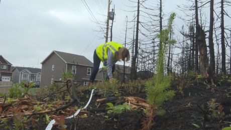 Kenmount Terrace tree plant