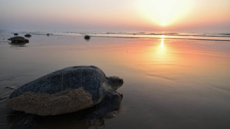 Olive Ridley sea turtles return to the sea after laying eggs on Rushikulya Beach, some 140 kilometres (88 miles) southwest of Bhubaneswar in India's eastern Odisha state, on February 23, 2018. <br />
Thousands of Olive Ridley sea turtles started to come ashore in the last few days from the Bay of Bengal to lay their eggs on the beach, which is one of the three mass nesting sites in the Indian coastal state of Odisha. / AFP PHOTO / ASIT KUMAR (Photo credit should read ASIT KUMAR/AFP/Getty Images) 84520106_SEA.jpg