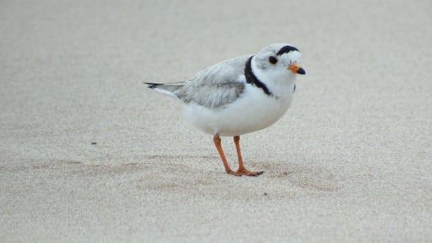 Fiona creates more habitat for piping plover but no big boost expected