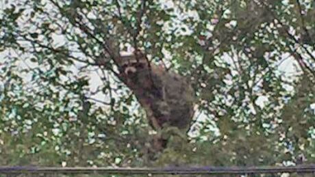 Raccoon Airport Heights