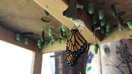 "It's really miraculous to see it and to know that you started from this little egg and we raised quite a few from egg or a little tiny Caterpillar through to butterfly it's so awesome," says Sandra Moore. Monarch butterflies