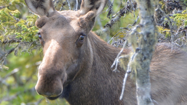 Fewer moose, greater foliage: What Parks Canada is hoping to achieve in Terra Nova; Talk about a close-up! Charles Ryan zoomed in to capture this awesome shot of a young moose in St\. Anthony