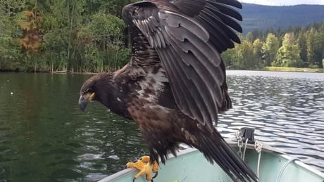 Lake Gardom eagle
