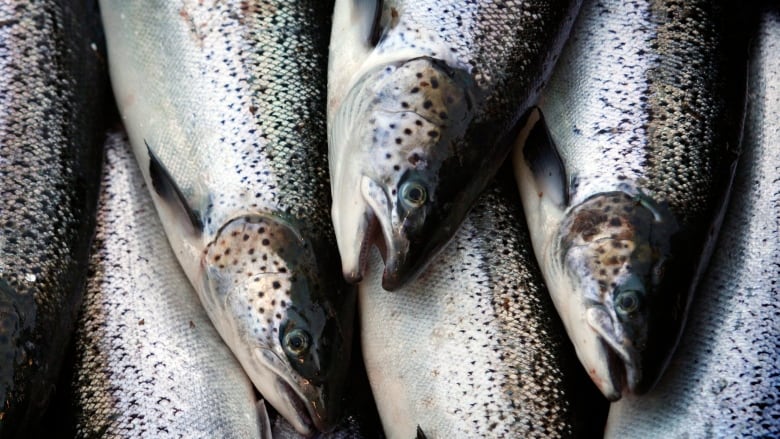 Wild Canadian Sockeye Salmon Portions