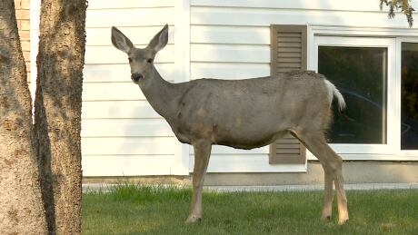 Okotoks deer