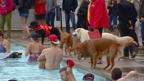 Dog Dive Edmonton Oliver pool
