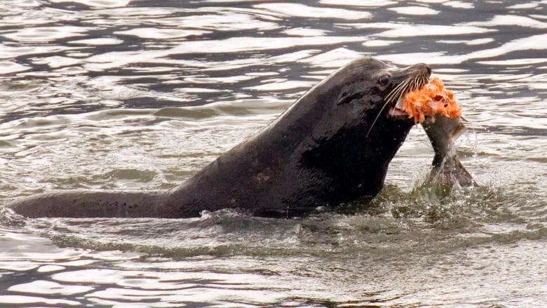 U.S. Congress OKs killing sea lions to help save salmon