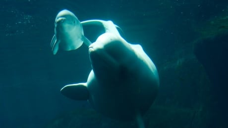 The Vancouver Park Board passed a bylaw amendment banning cetaceans in city parks after two beluga whales died in captivity in the aquarium. beluga whales