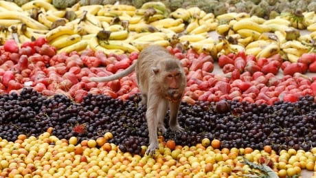Plants colour their fruits to flag down the right animals