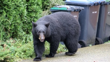 A black bear trolls driveways for unlatched garbage bins in Port Moody. Black Bear in Port Moody