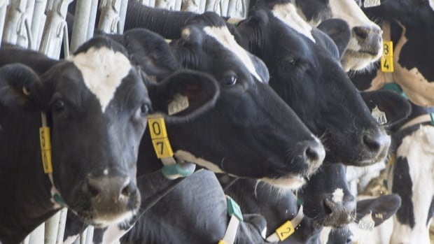 Hormones, cows and the new NAFTA | CBC News