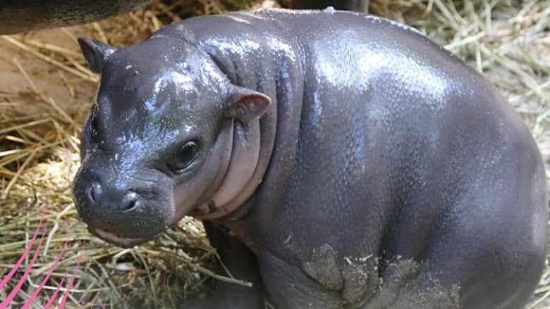 Nameless No More Toronto Zoos Baby Hippo Dubbed Penelope