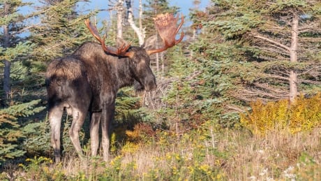 Moose, Skyline Trail, Cape Breton Highlands National Park
