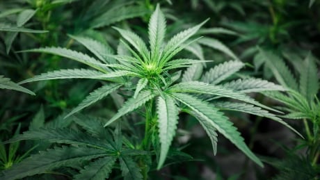 Canada Legalized Marijuana 20181012