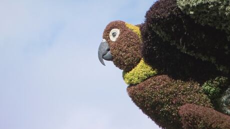 The 2018 Mosaïculture plant sculpture show did not meet its attendance goal, organizers said over the weekend. mosaiculture gatineau sculpture 2018 jacques-cartier park