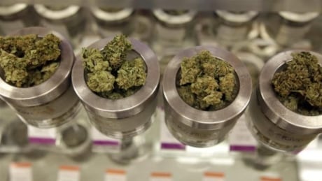 Medical cannabis user questions quality control in industry thumbnail