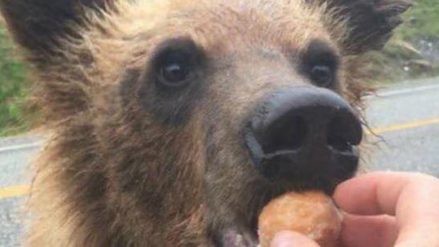 2 charged after they allegedly fed Timbits to bears along B.C.'s Alaska Highway